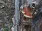 Szegett tapló (Fomitopsis pinicola), Budai-hegység